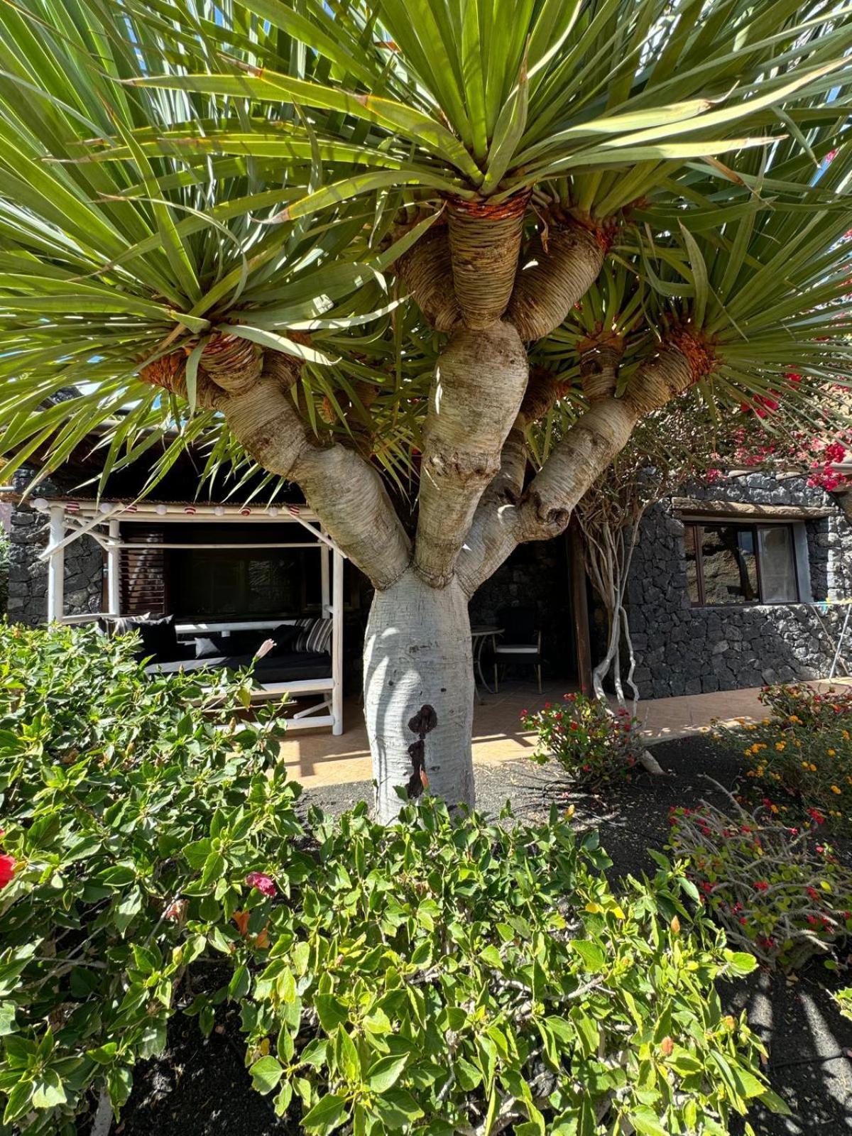 Castillo Lanzarote Villa Bailey - Luxury Villa - Pet Friendly With Heated Pool La Asomada  Eksteriør billede